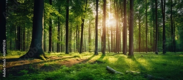 Obraz Trees in the forest soak up the sunlight