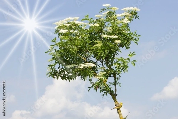 Obraz Holunder mit Goldammer und Sonne