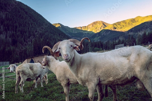 Obraz Dolina CHochołowska