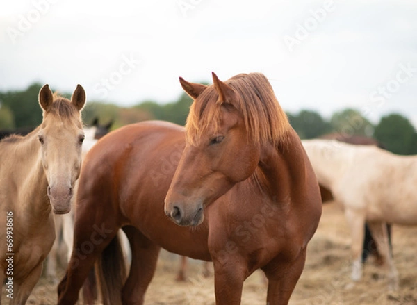 Fototapeta Freiberger Pferd