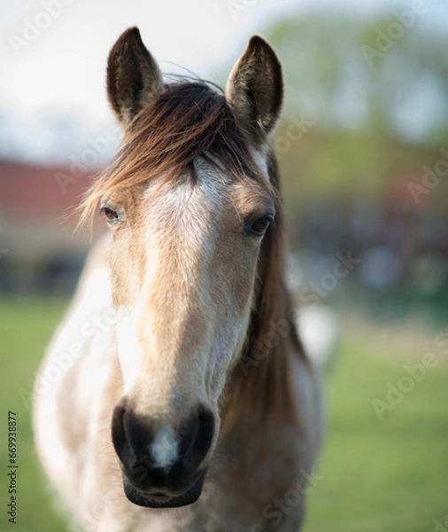 Fototapeta Berber Stute