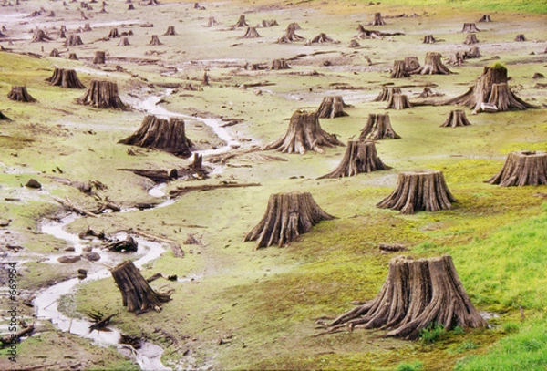 Obraz death row tree valley