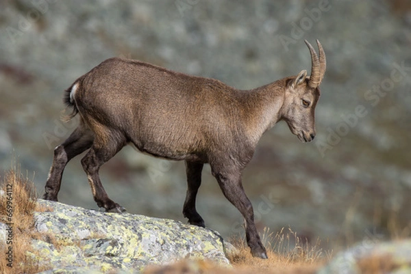Fototapeta Female alpine ibex (mountain goat - Capra ibex) walking on the edge of a rocky cliff on a winter morning, Alps mountains, Italy. Animals in the wild.