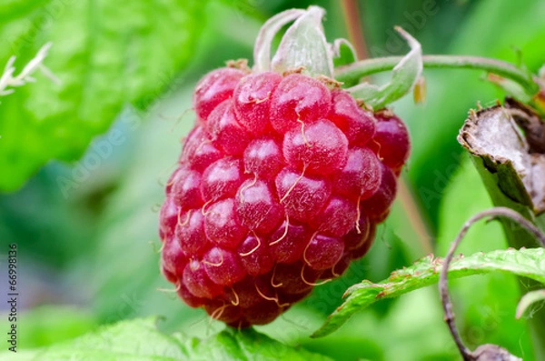 Obraz raspberry in a garden
