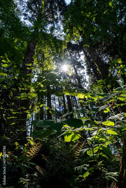 Fototapeta 新緑に包まれた癒しの森のイメージ