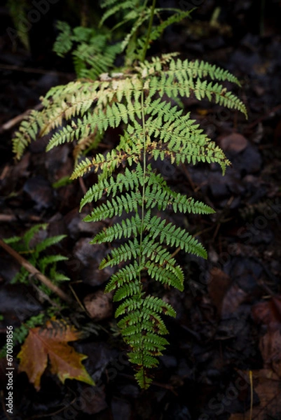 Fototapeta Close-Up of Fern with Blurred Damp Ground
