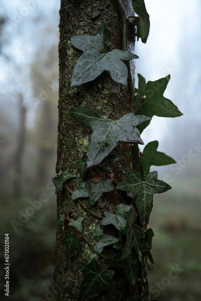 Fototapeta Ivy Detail on Oak Tree Trunk in the Heart of the Forest, Background with Vegetation, Humid Morning