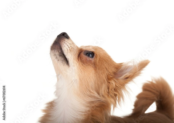 Obraz Long haired chihuahua puppy dog looking up