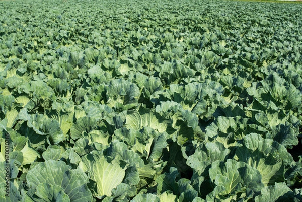 Obraz 路地ものキャベツ