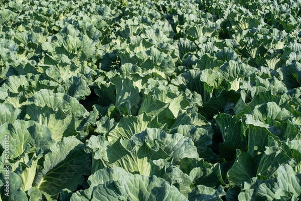 Obraz 路地ものキャベツ