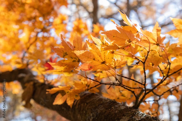 Fototapeta 秋の南八ヶ岳の紅葉