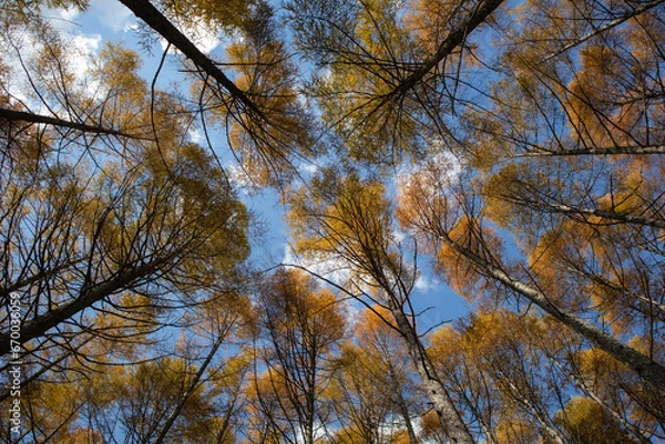 Fototapeta 秋の紅葉した南八ヶ岳の針葉樹林