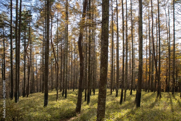 Obraz 秋の紅葉した南八ヶ岳の針葉樹林