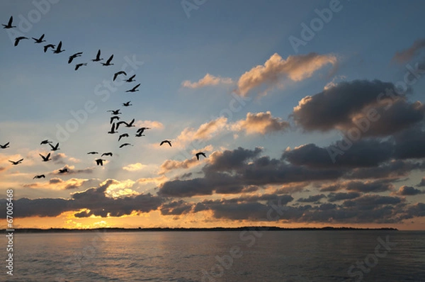 Obraz Geese at Sunset