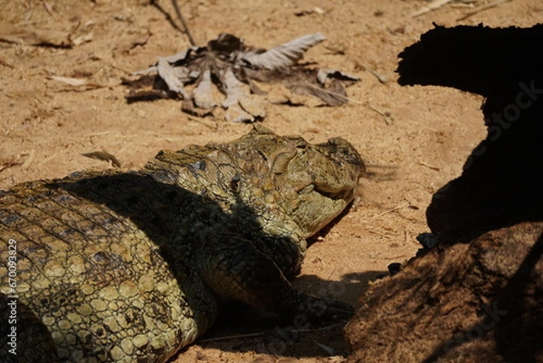 Fototapeta crocodile 