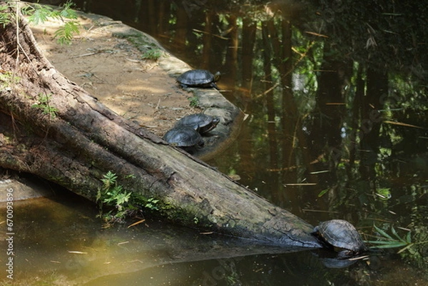 Fototapeta turtle