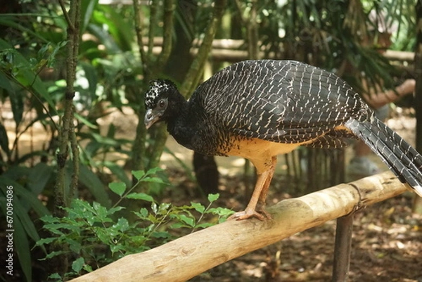 Fototapeta bird is walking