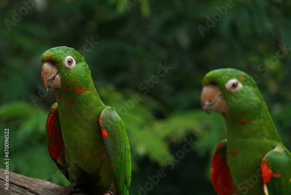 Fototapeta happy parrots