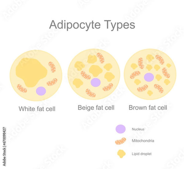 Fototapeta The type of fat cell or adipocyte (adipose cell) : White, Beige and Brown cells that shows different component, including Nucleus, Mitochondria and lipid droplet.