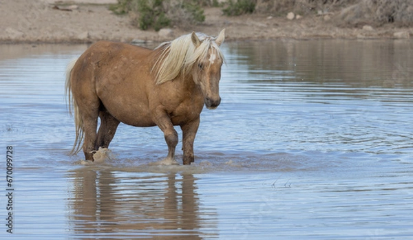 Fototapeta Wild Horse at a Desert Waterhole in Utah
