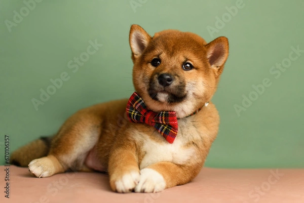 Fototapeta A cute shiba inu puppy with a red bow tie poses on a green background