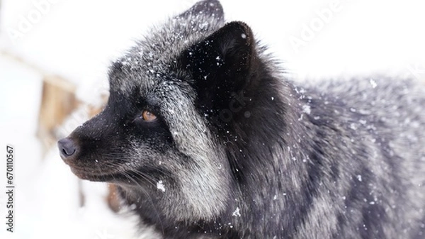 Obraz ギンギツネ