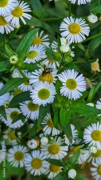 Obraz daisies in the garden