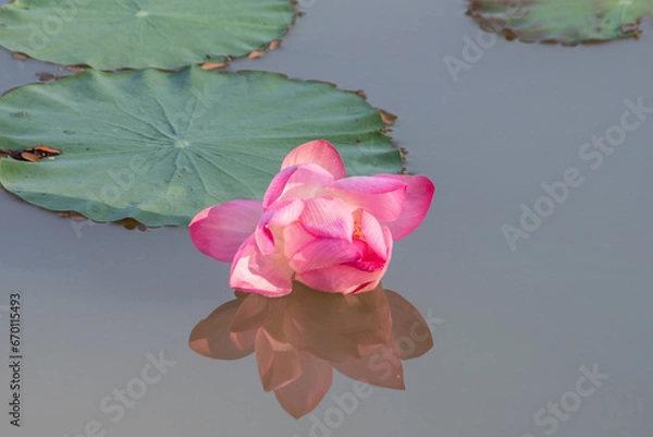 Obraz Beautiful lotus flower.