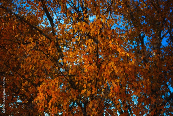 Fototapeta Yellow leaves on the tree in the autumn