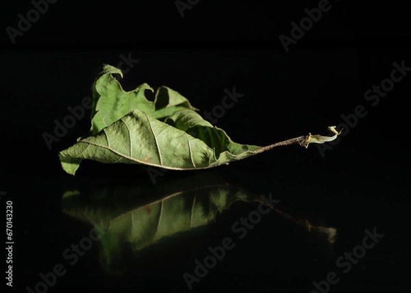 Obraz Photo of a dry leaf on black surface and its reflection