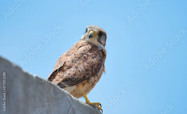 Fototapeta Kestrel bird waiting for a some prey.
Kestrel bird watching some prey from the top of a wall