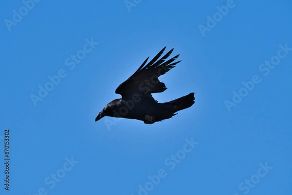 Fototapeta The Crow bird flying in the blue sky.
A black crow in the blue sky swooping in full sunny day, natural concept.