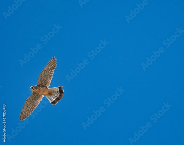 Fototapeta Kestrel bird flying in the blue sky.
A beautiful Kestrel bird fly high in the blue sky looking for some pray. Nature concept.