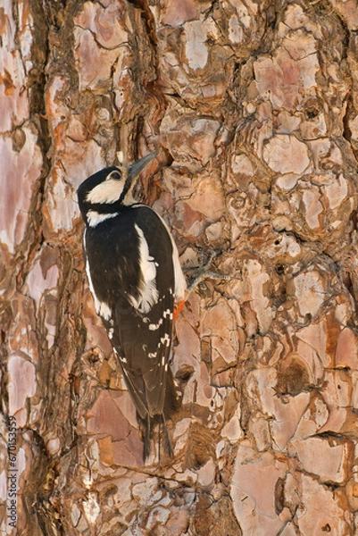 Fototapeta Great Spotted Woodpecker.
Great Spotted Woodpecker perched on a pine tree in the mountain , nature concept.