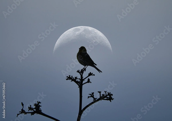 Fototapeta Silhouette of a canary bird in the sky.
A small canary bird resting on a branch of a tree whit a beautiful moon in the background