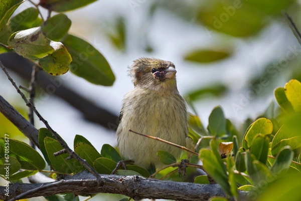 Fototapeta Canary bird on the tree.
A small Canary Bird relaxing on a tree whit a visible bump on its face.