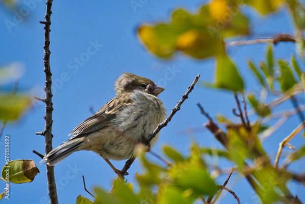 Fototapeta Canary bird on the tree.
A small Canary Bird relaxing on a tree whit a blue sky in the background.