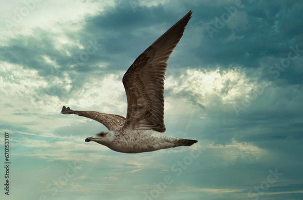 Fototapeta Seagull fly in the sky.
A Seagull bird fly near the coast in a cloud sky background, symbol of freedom , respect animal and nature.