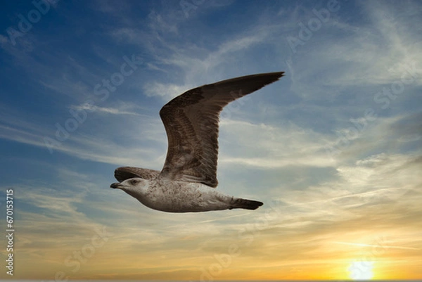 Fototapeta Seagull fly in the sky.
A Seagull fly in the beautiful sunset sky symbol of totally freedom .
