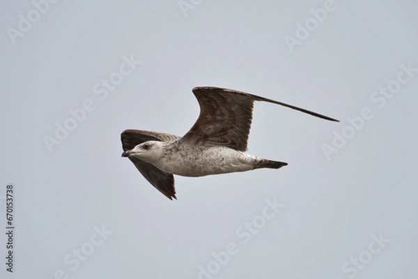 Fototapeta Seagull fly in the sky.
A Seagull bird fly in the sky near the coast, symbol of freedom, respect animal and nature