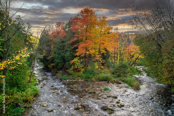 Obraz autumn in the forest