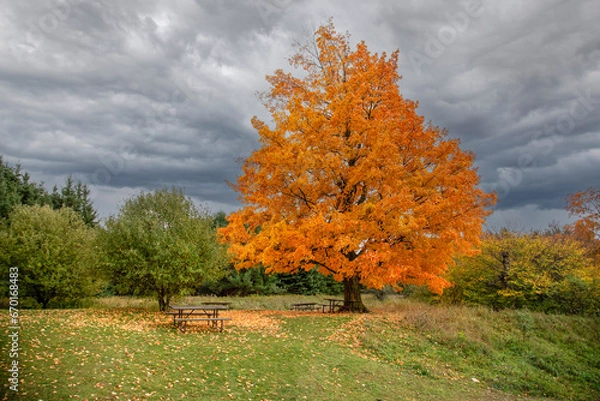 Obraz autumn trees in the park