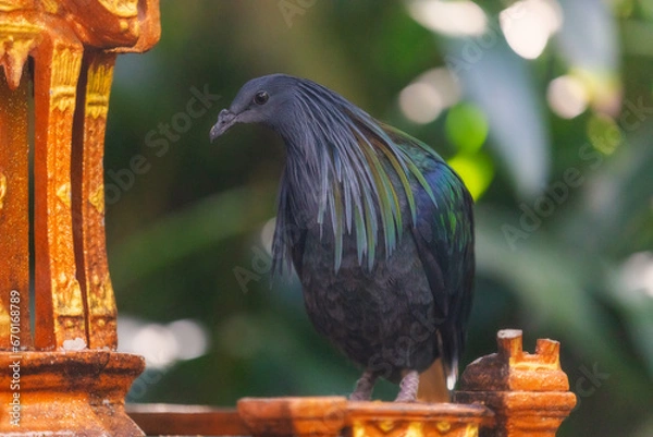 Obraz bird on the fence