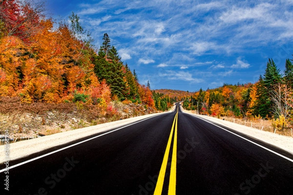 Obraz road in autumn forest