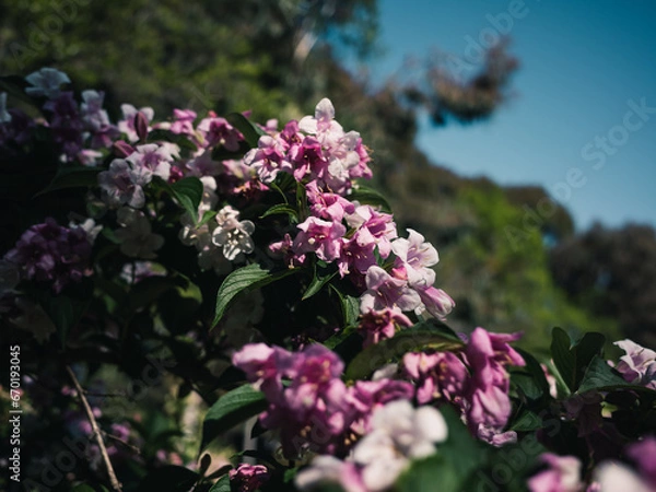 Obraz Spring flowers in the garden