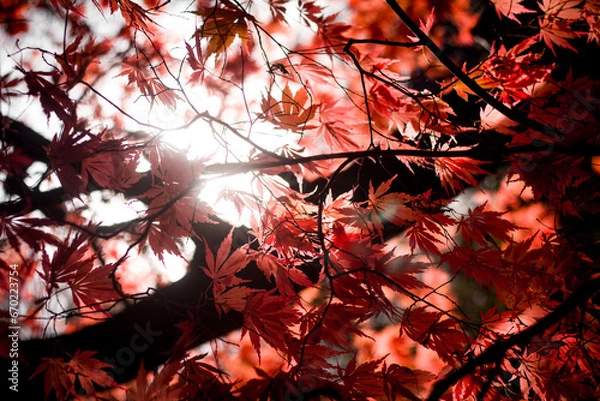 Fototapeta Vibrant red color tree, maple leaves, foliage park, autumnal view.