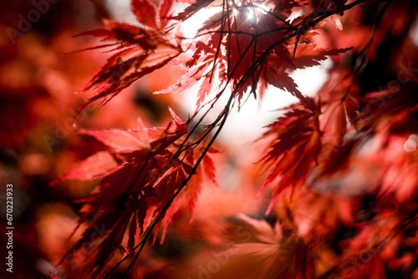 Fototapeta Vibrant red color tree, maple leaves, foliage park, autumnal view.