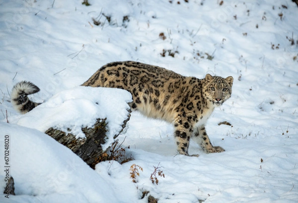 Fototapeta Snow Leopard