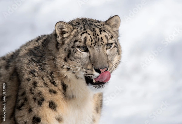 Fototapeta Snow Leopard