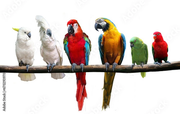 Fototapeta group of birds standing on tree branch